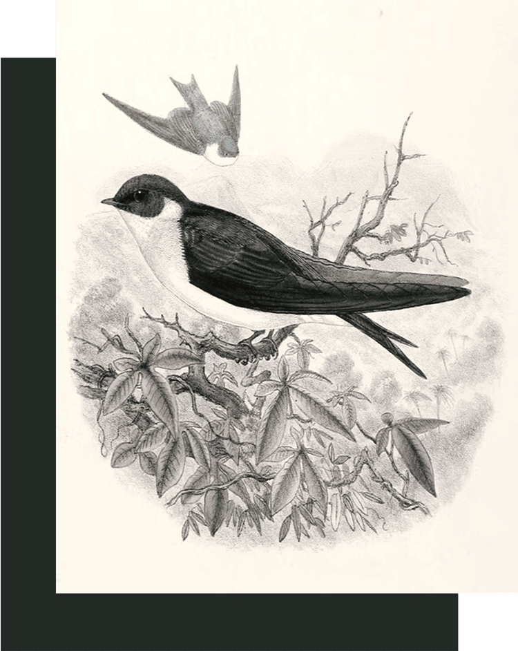 Canopy Insight Bird