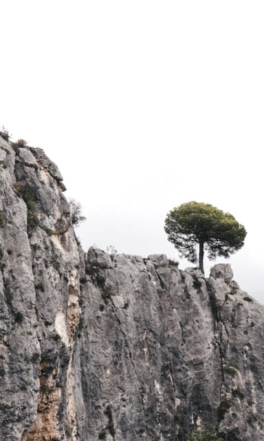 Decorative Banner Element