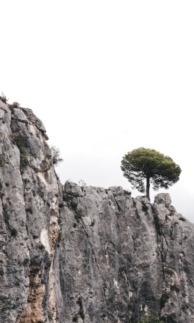 Decorative Banner Element