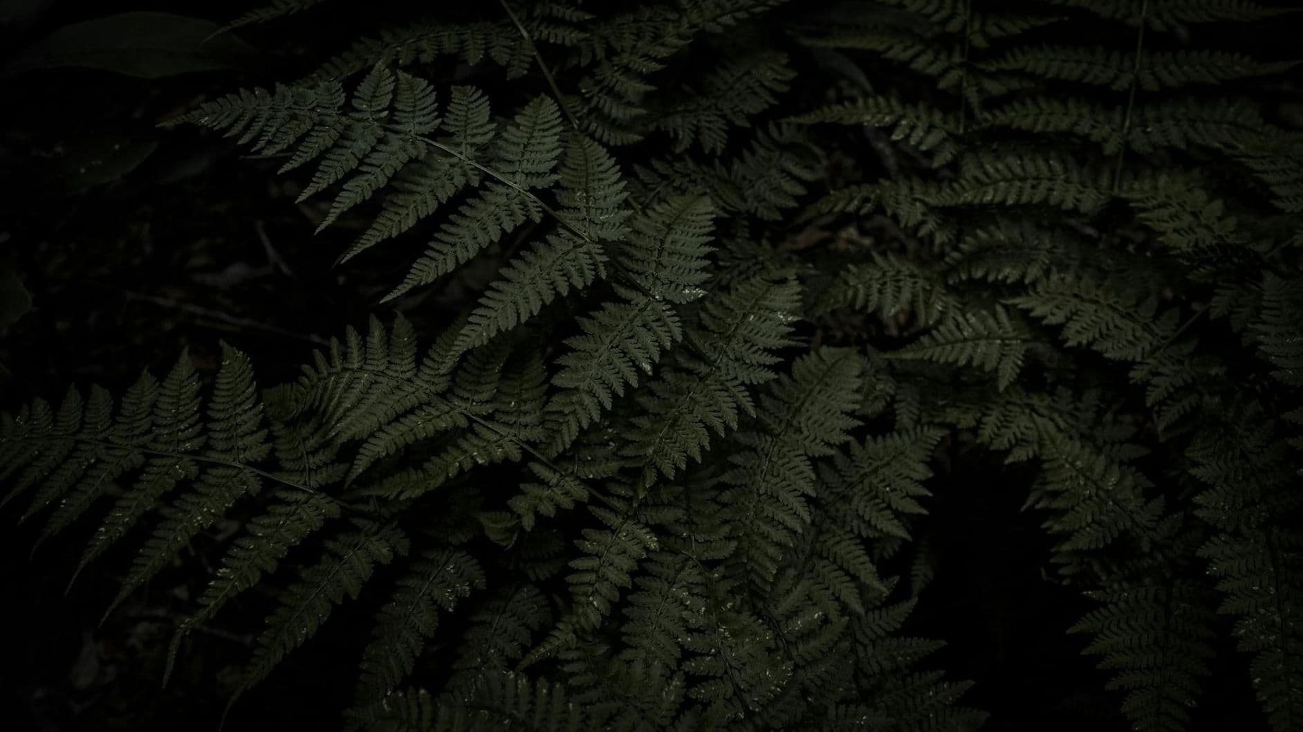 Canopy Portfolio Background