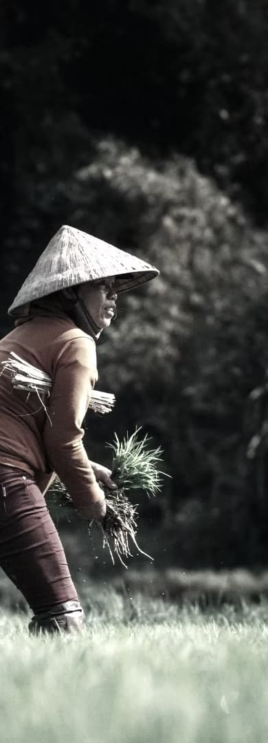 Development sequence decorative element